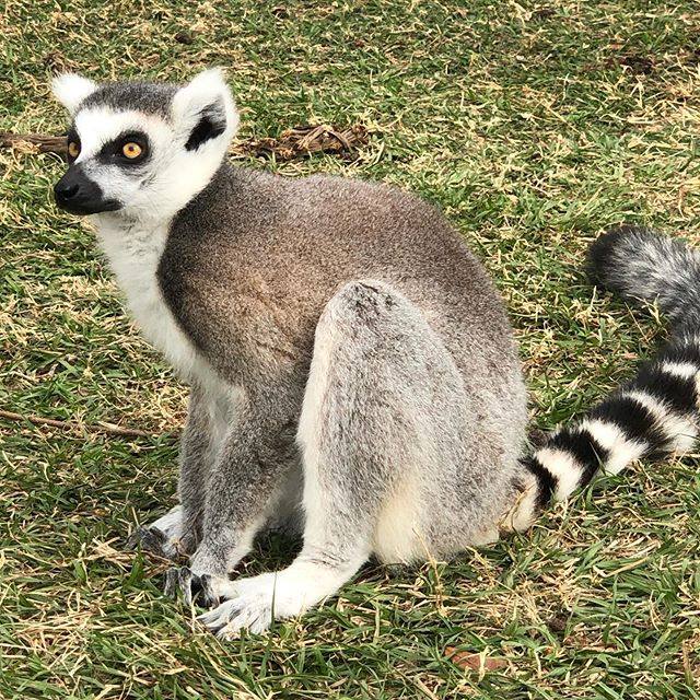 Ring Tailed Lemurs Rescue Texas - OAK CREEK Zoological Conservatory  Wildlife Rescue & Sanctuary