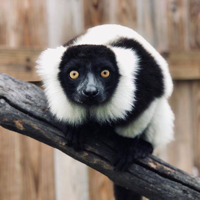 Lemur Photos